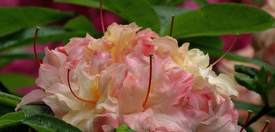 Baldwin Nurseries - Azalea Cannon's Double