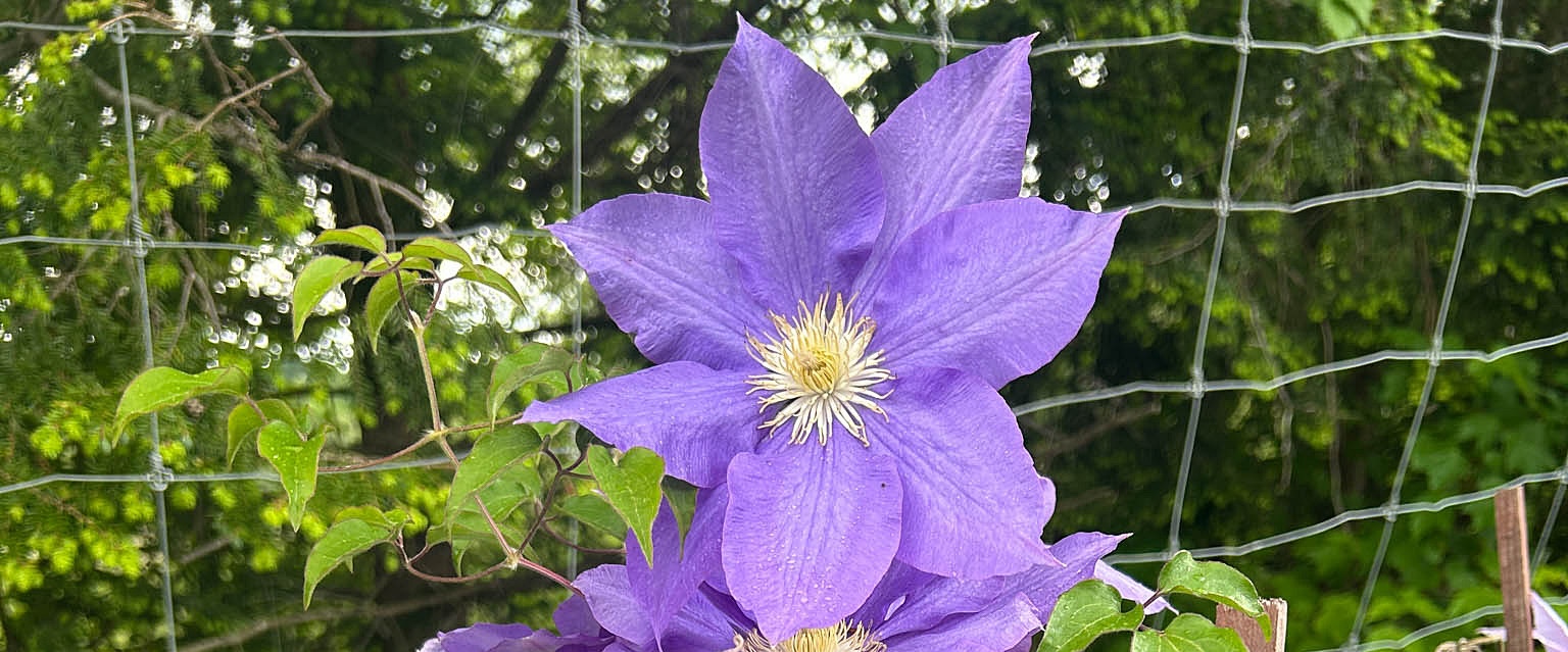 Baldwin Nurseries - Clematis
