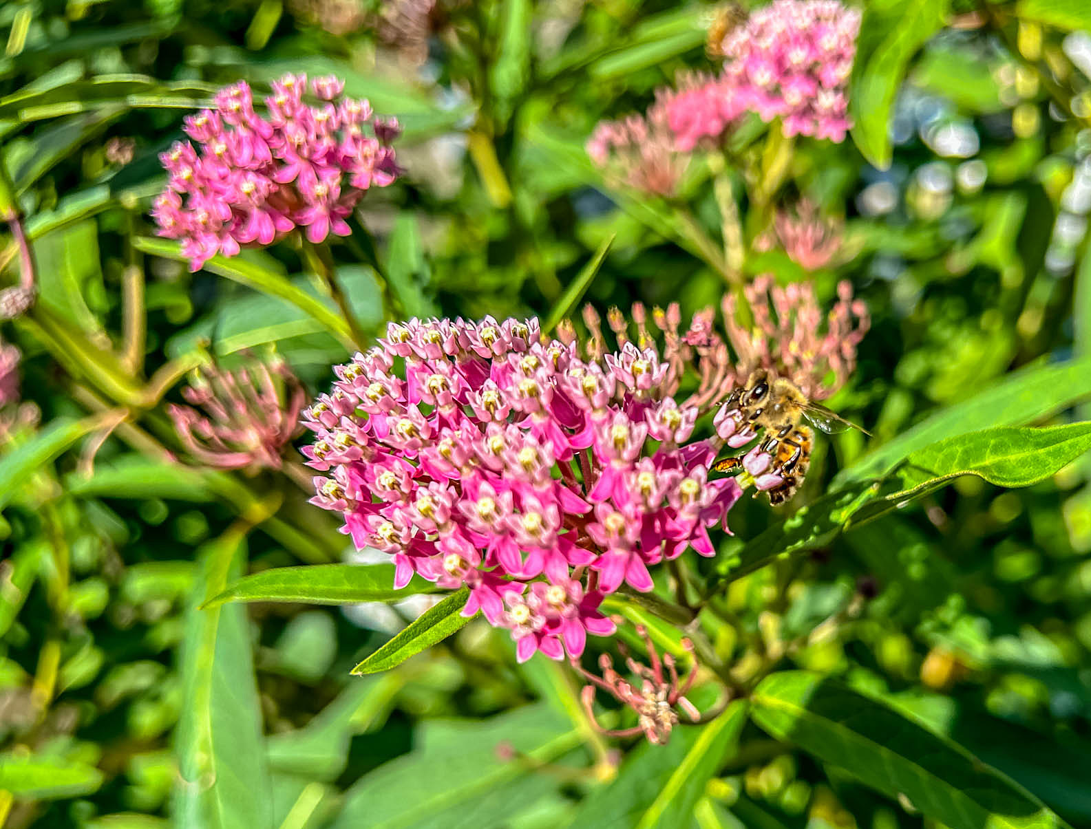 Baldwin Nurseries - Honey Bee on Milkweed