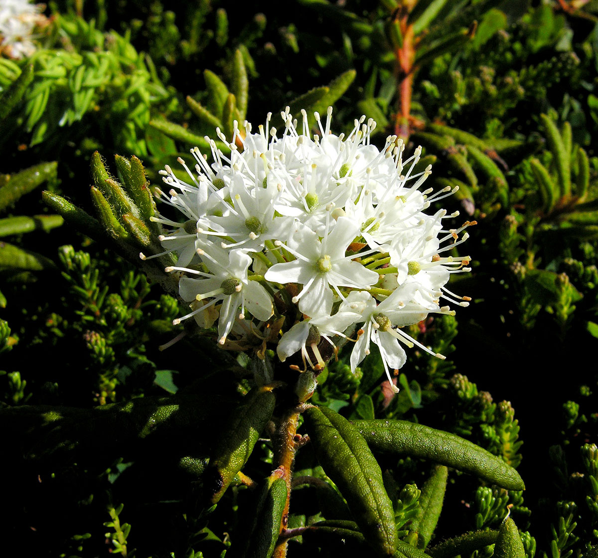 Baldwin Nurseries - Labrador Tea from Seed
