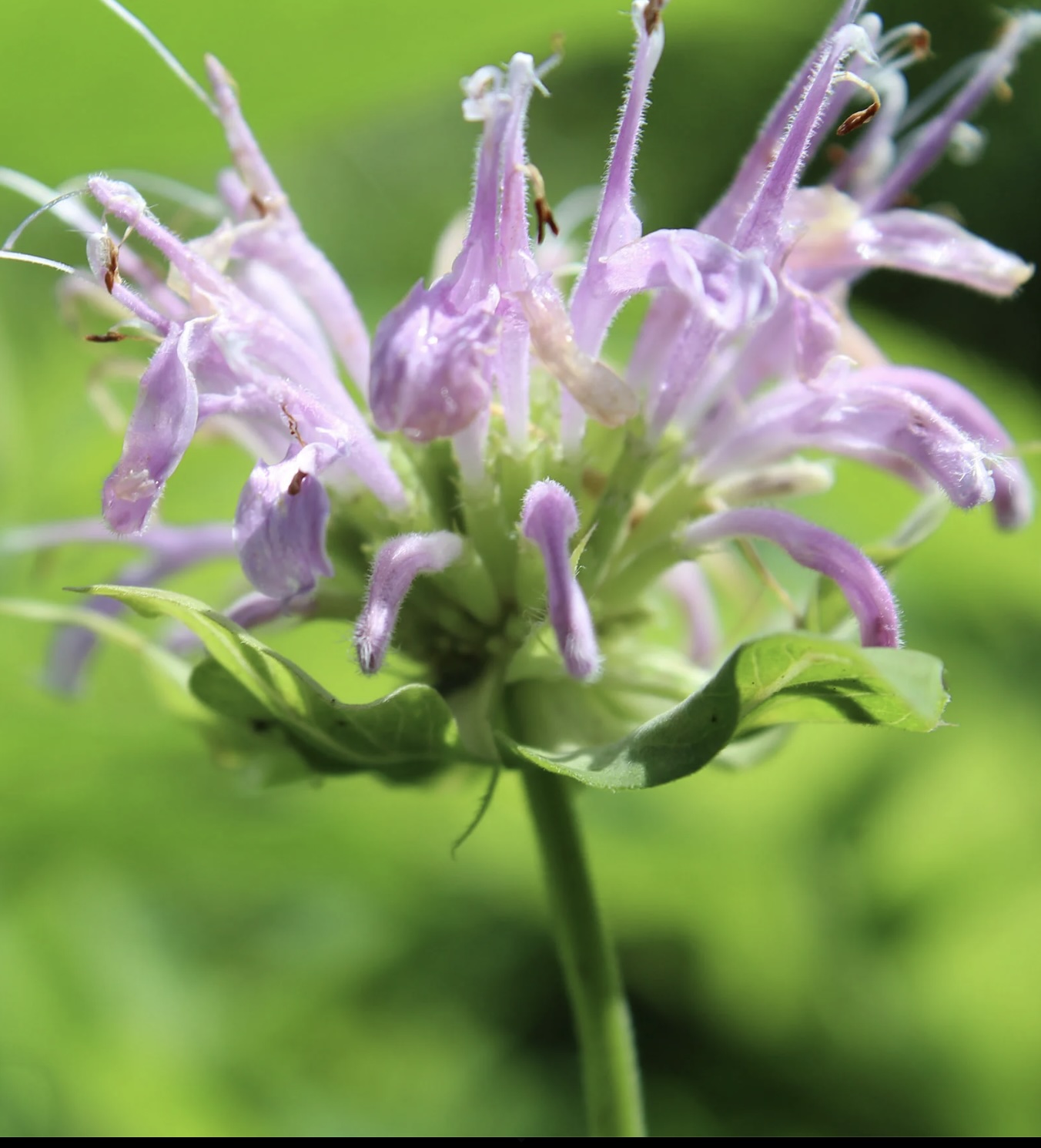 Baldwin Nurseries - Monarda Fistulosa