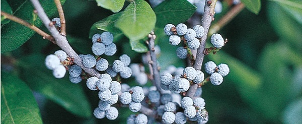 Baldwin Nurseries - Myrica