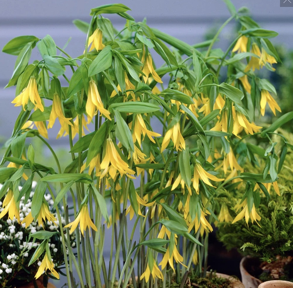Baldwin Nurseries - Uvularia Grandiflora