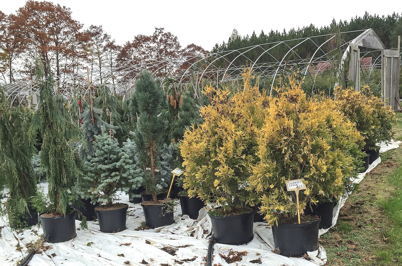 Evergreens Collection