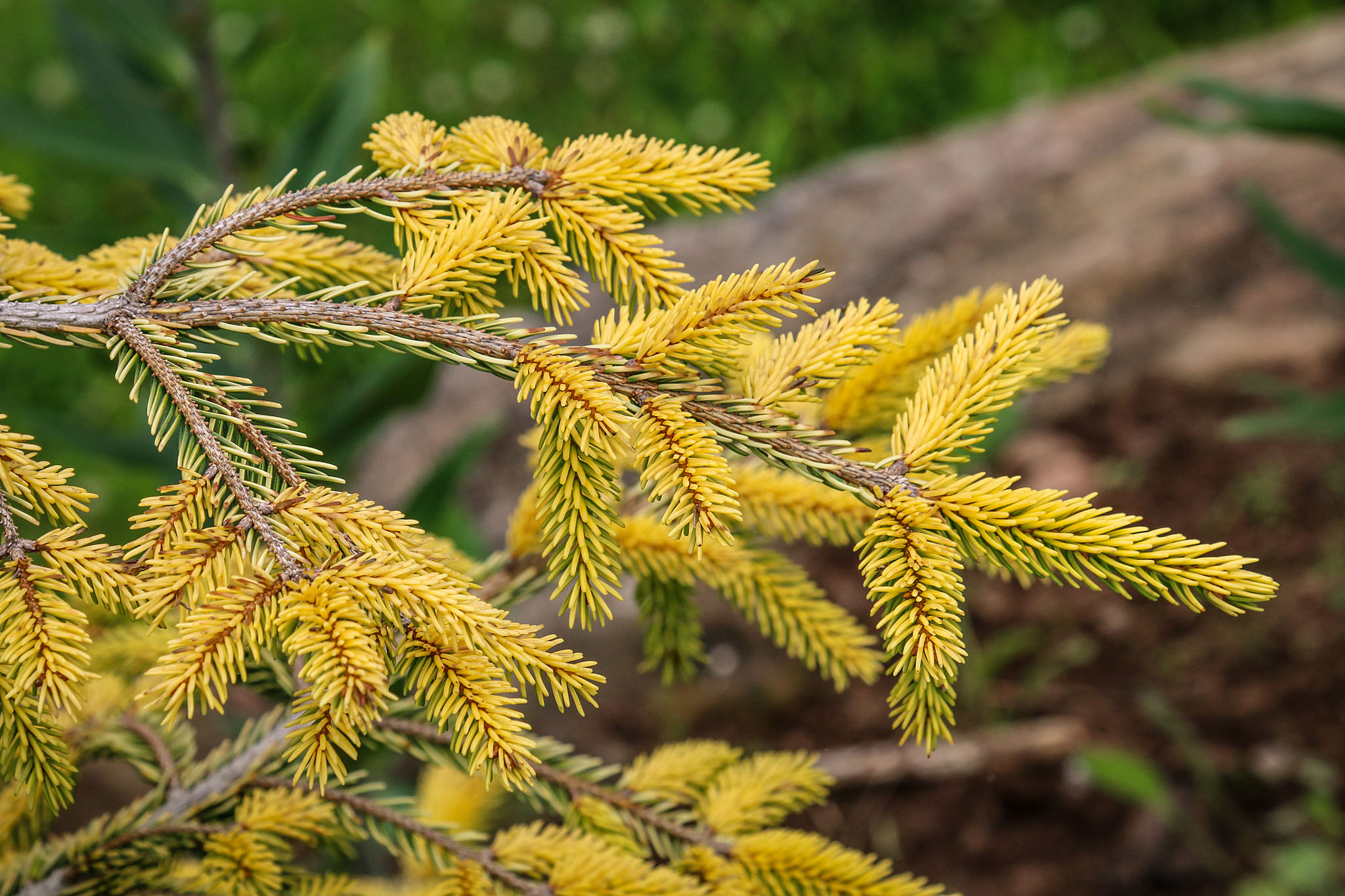 Golden Spruce