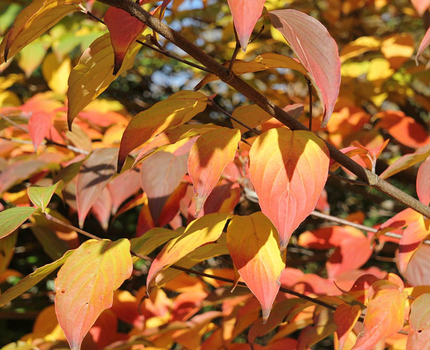 Cornus Kousa