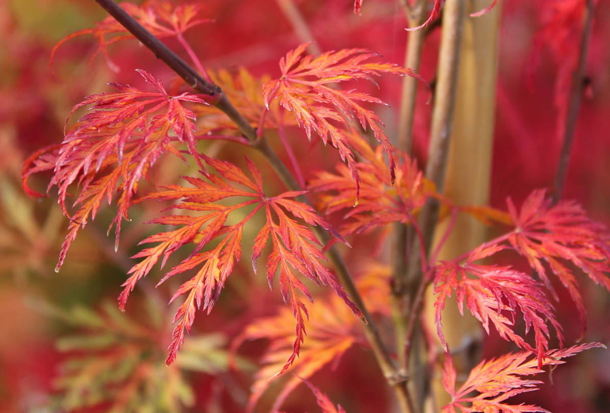 Cutleaf Maple