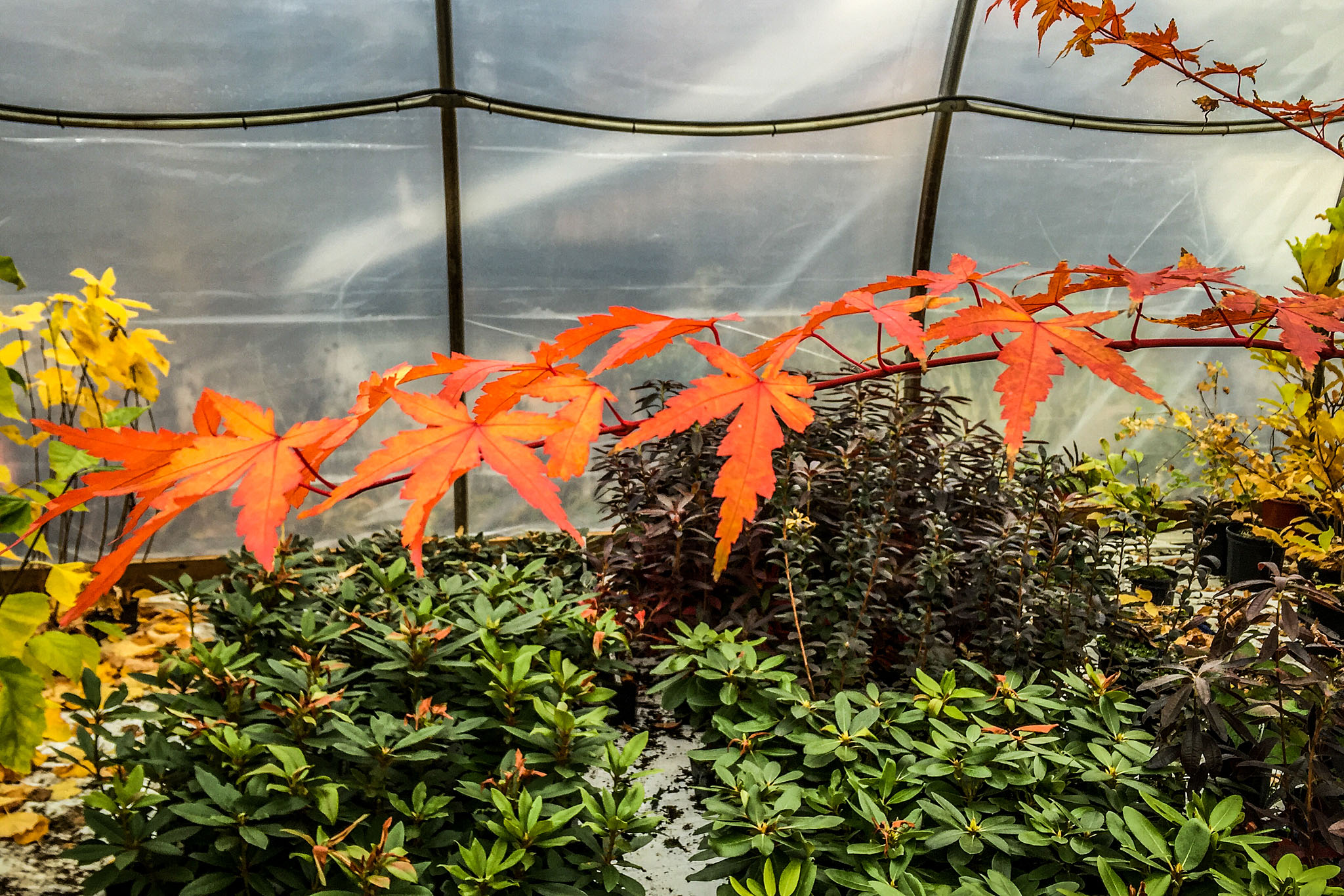 Fall Colour Collection