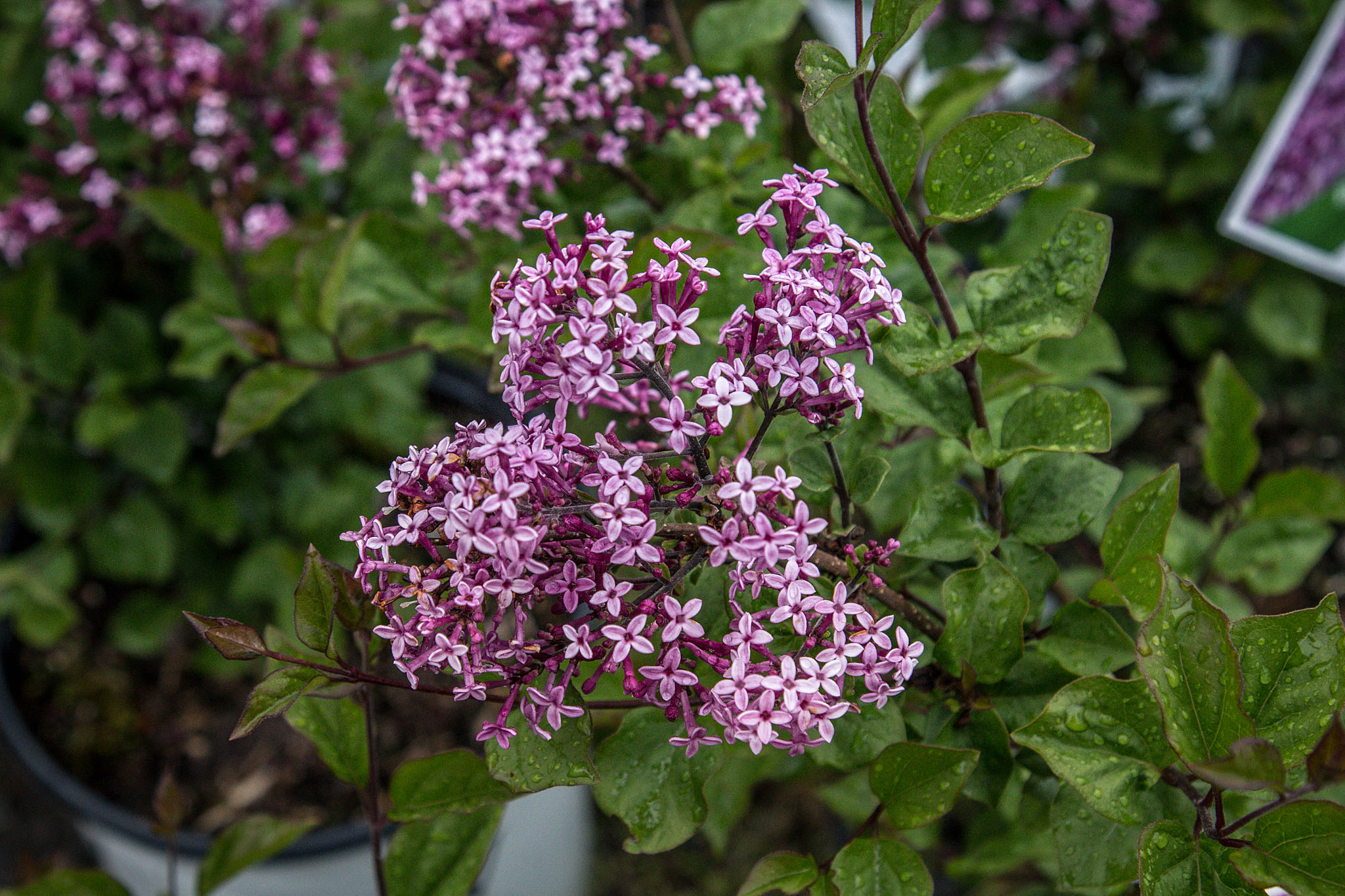 Bloomerang
