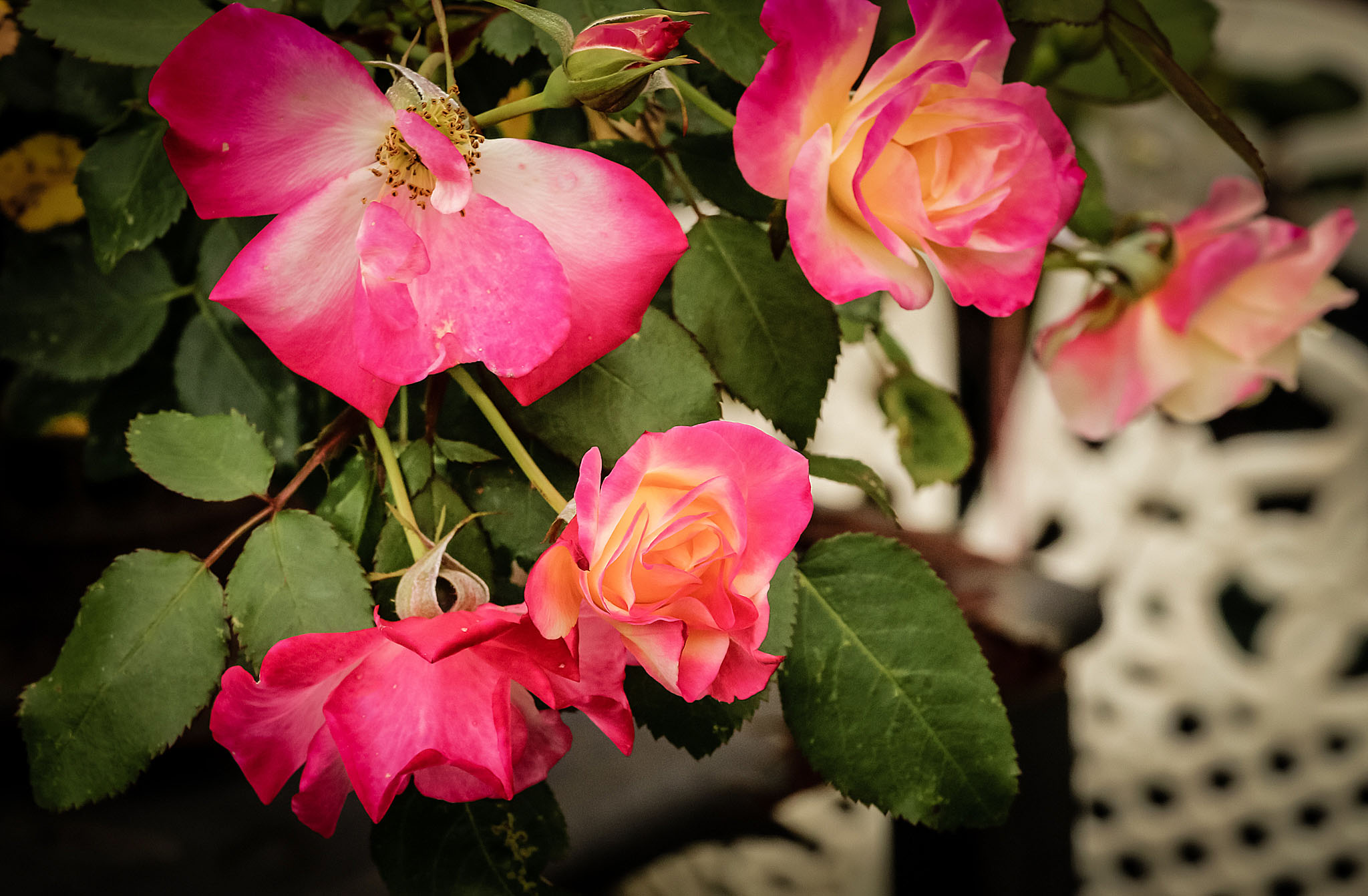 Campfire Rose