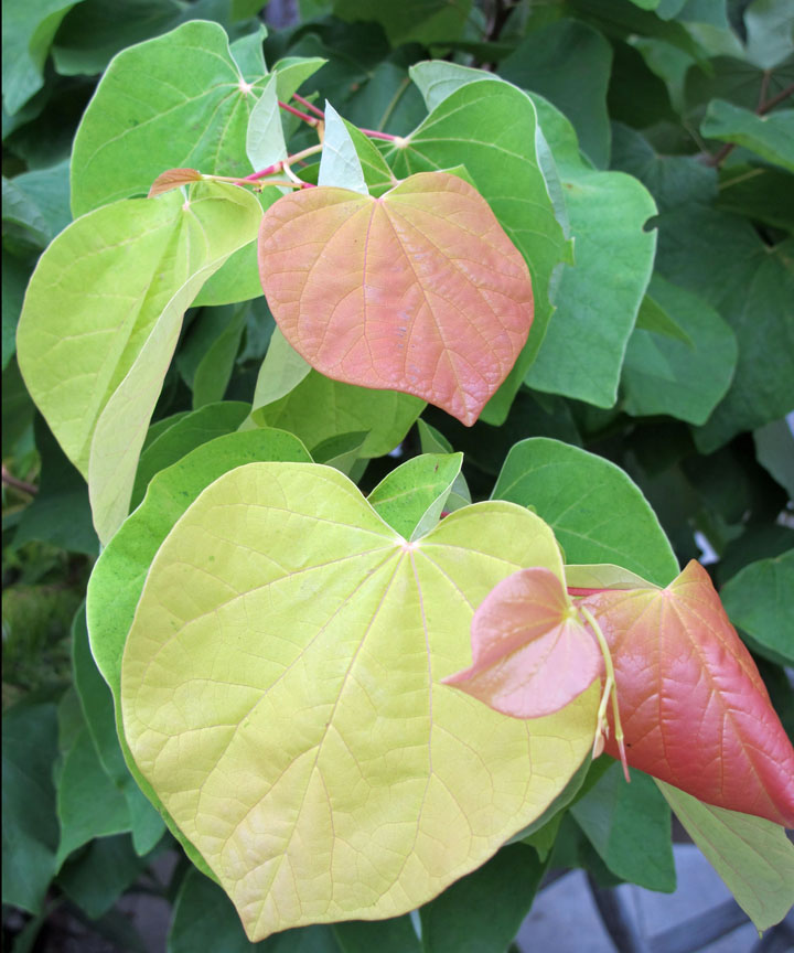 Cercis Leaf Closeup