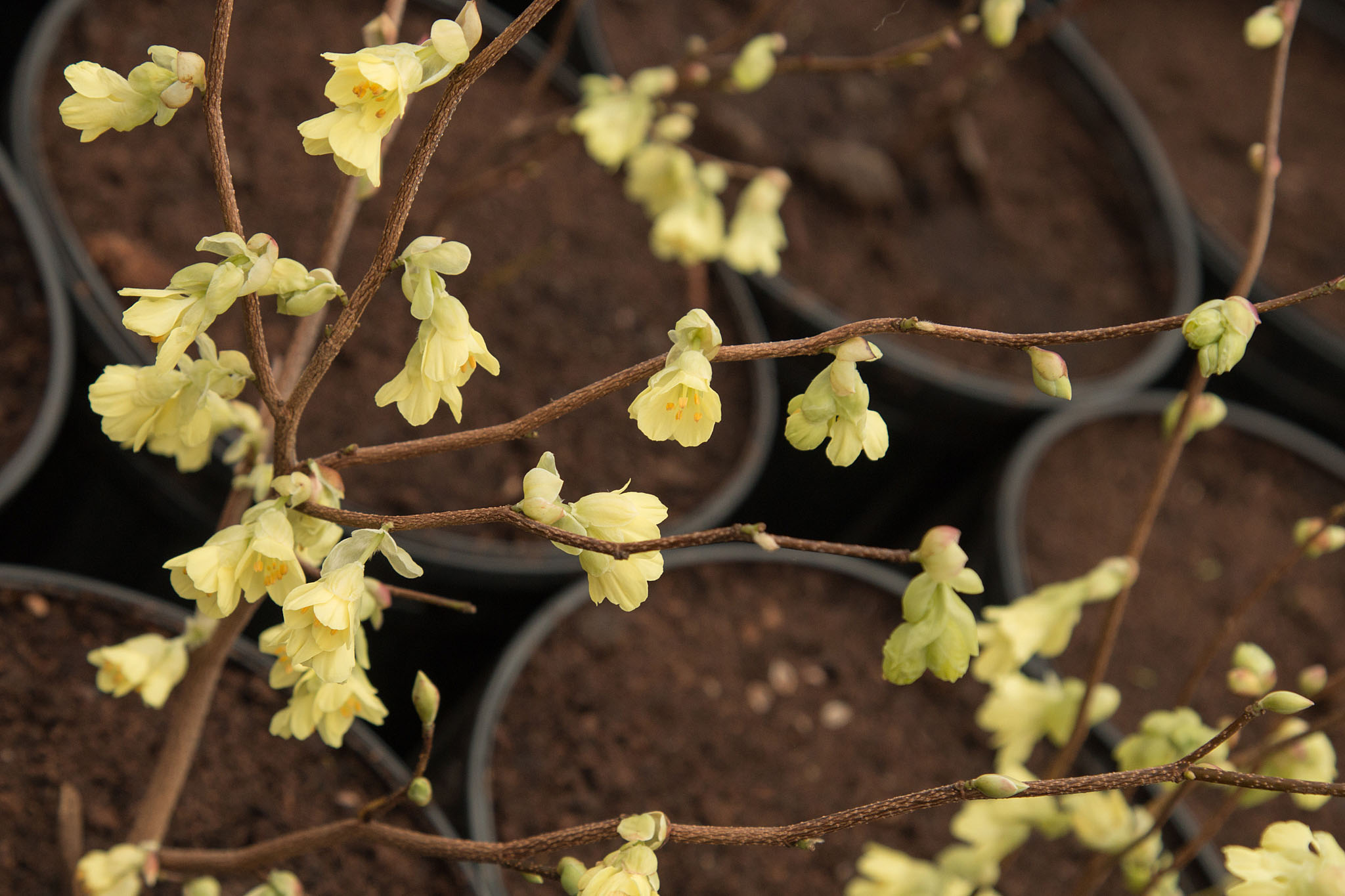 Corylopsis