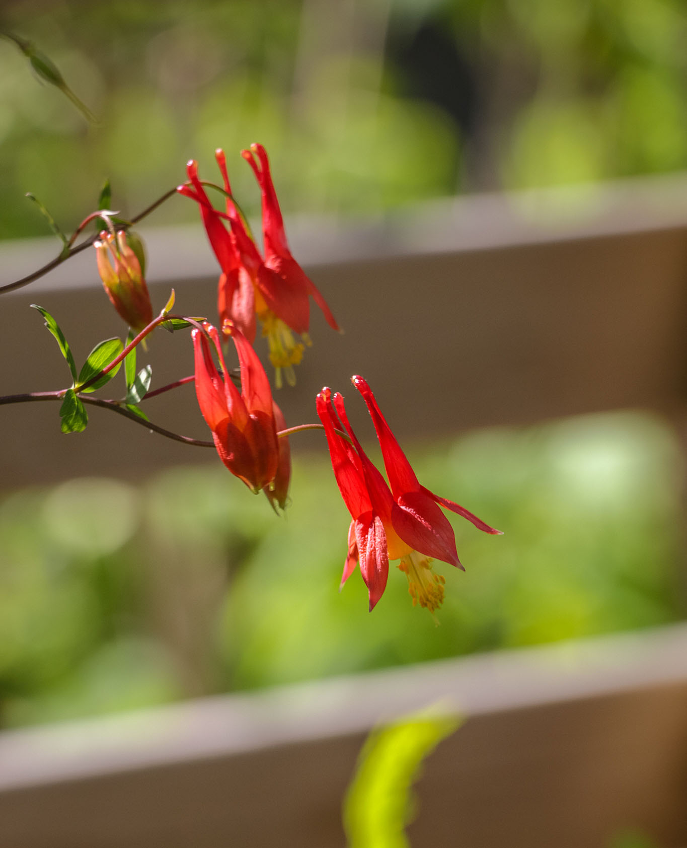 Canada Columbine