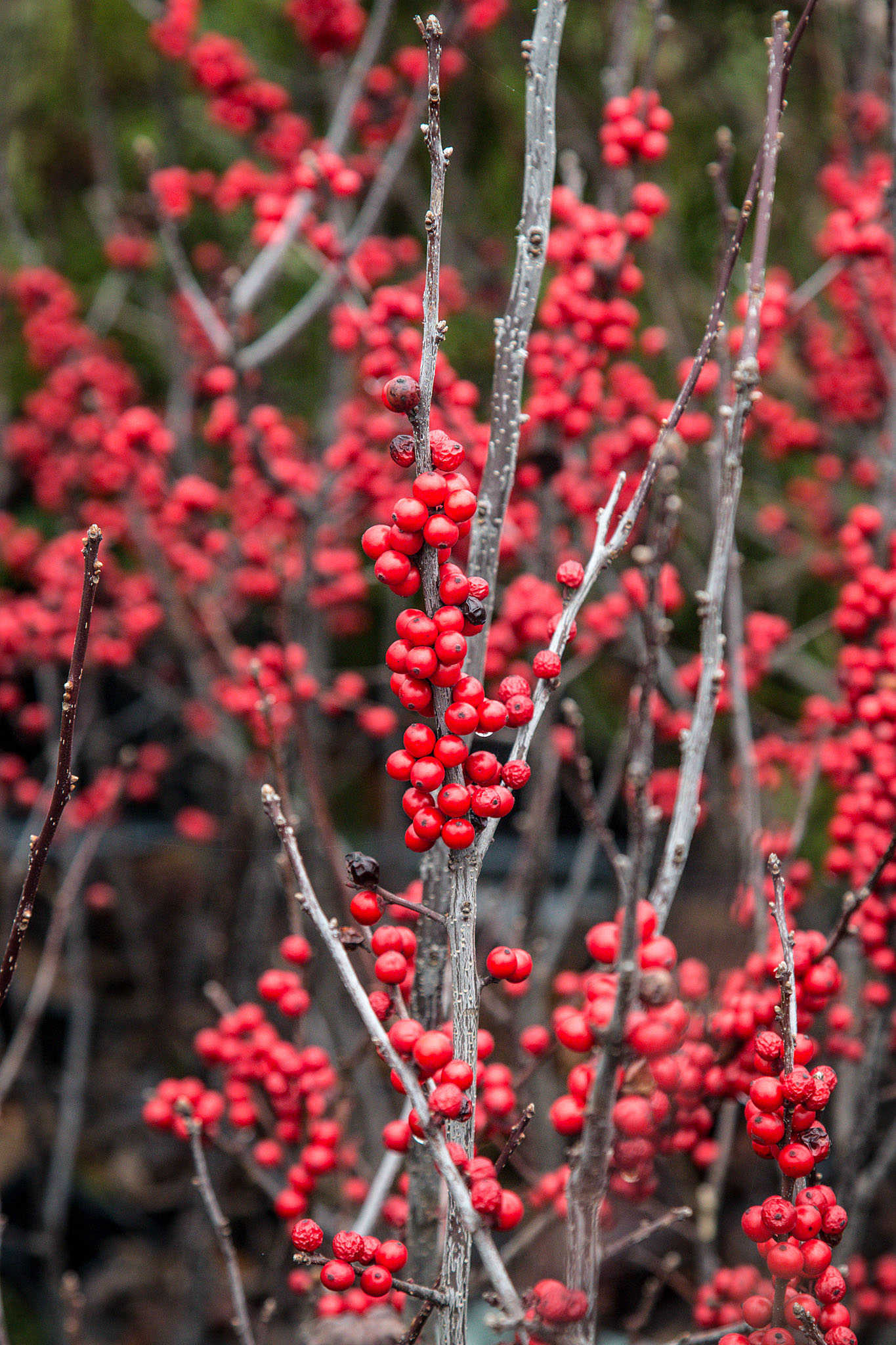Canada Holly