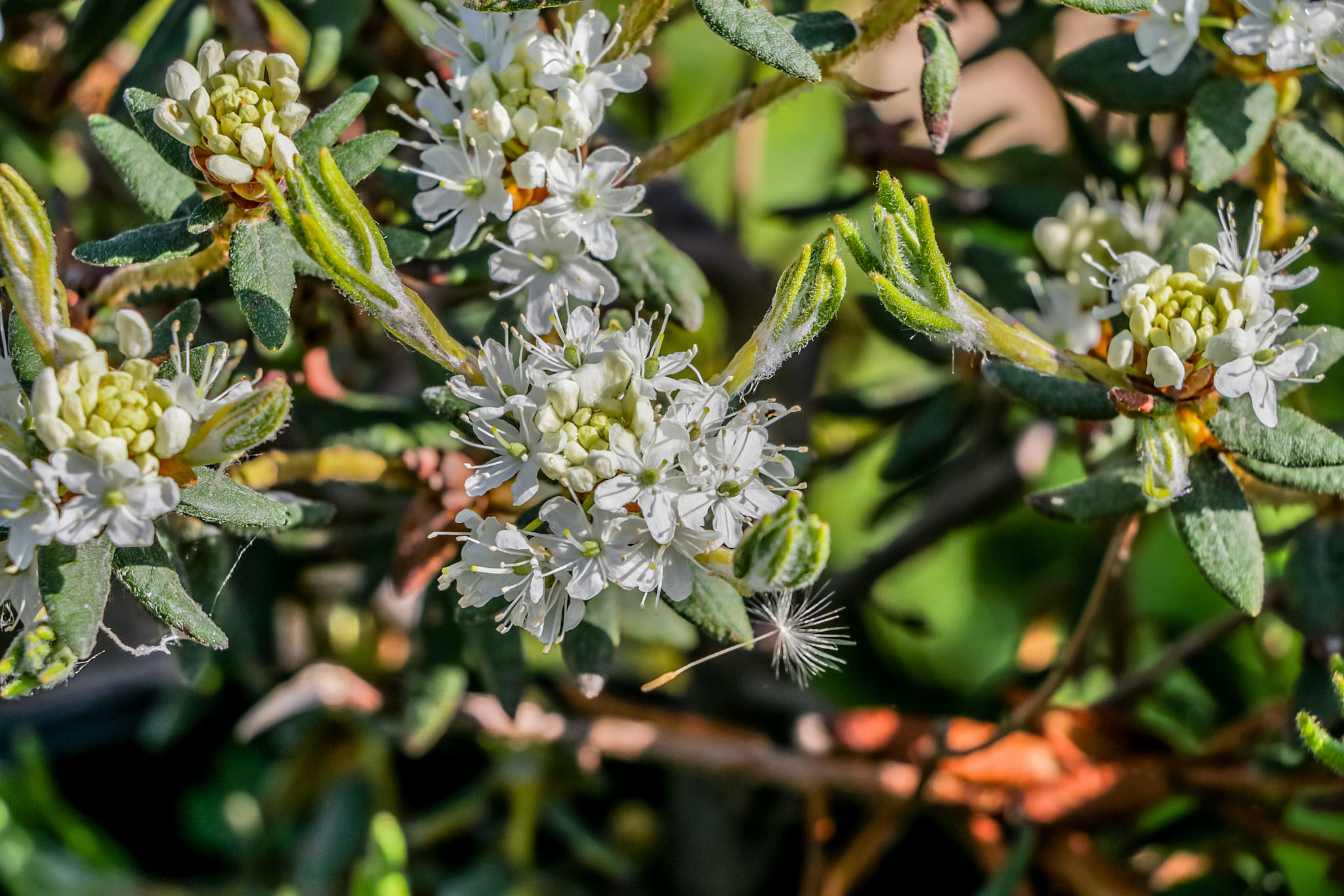 Labrador Tea