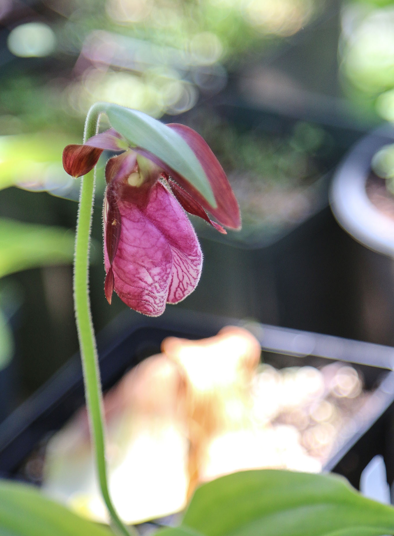Rosy Lady Slipper