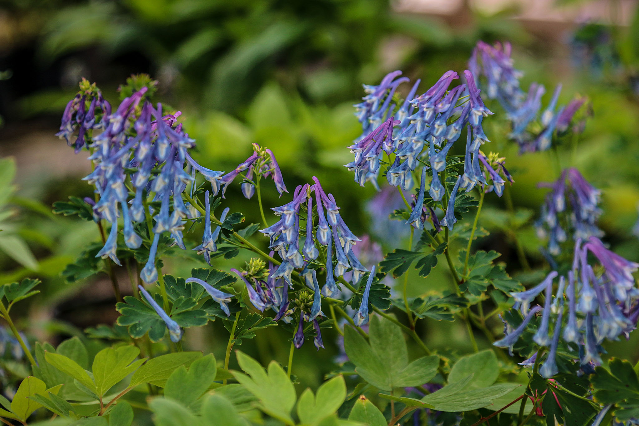 Blue Corydalis