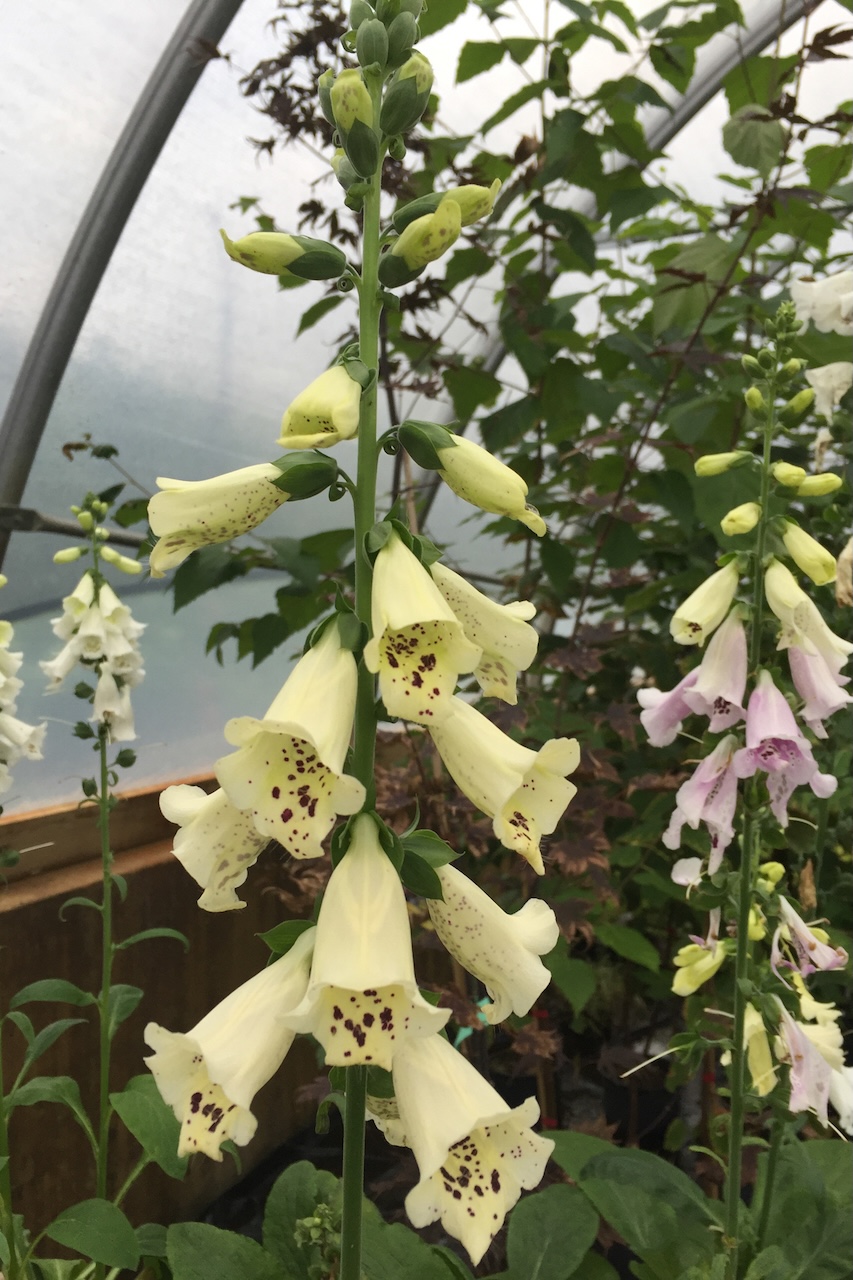 Digitalis