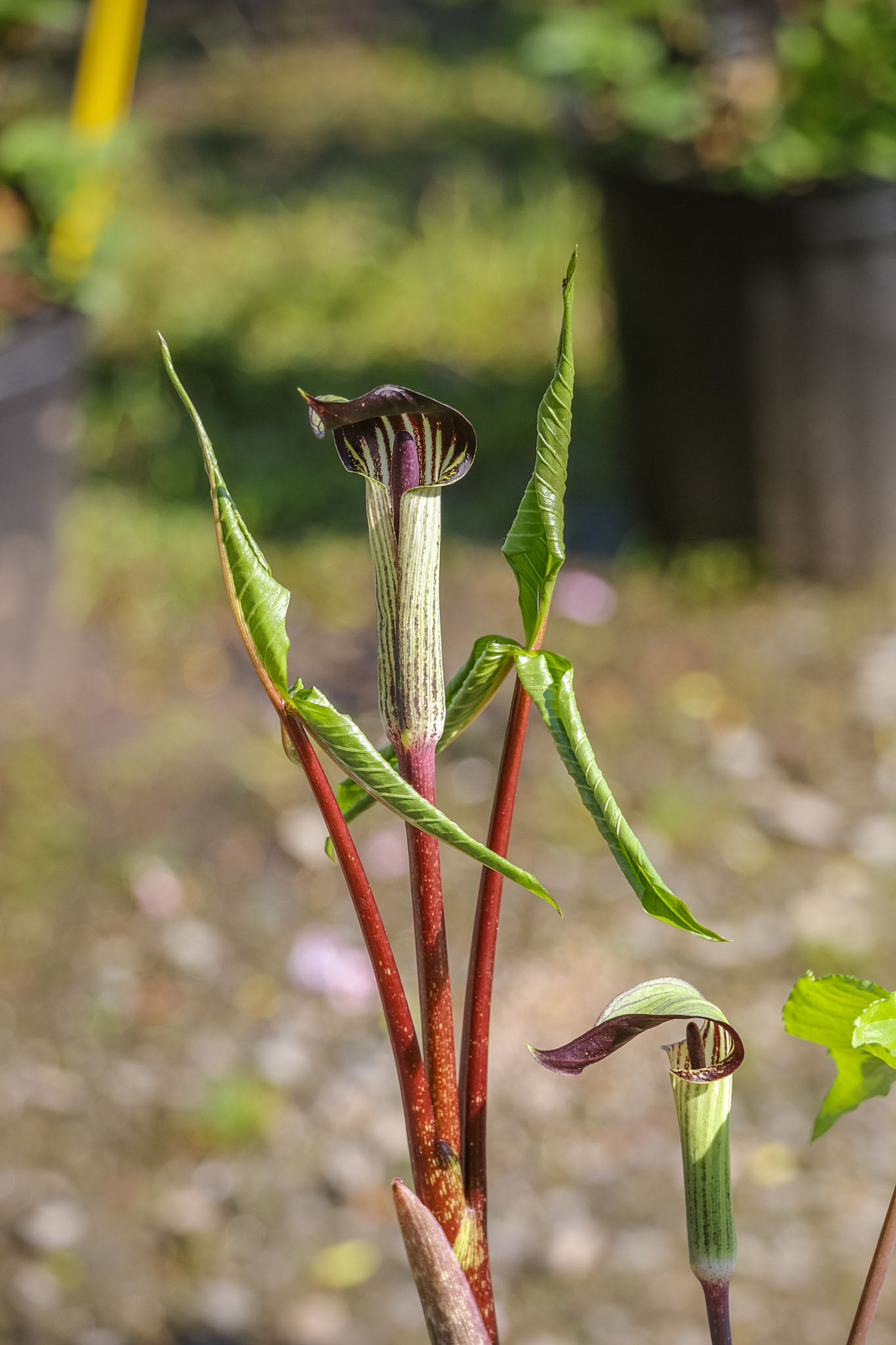 Conra Lily