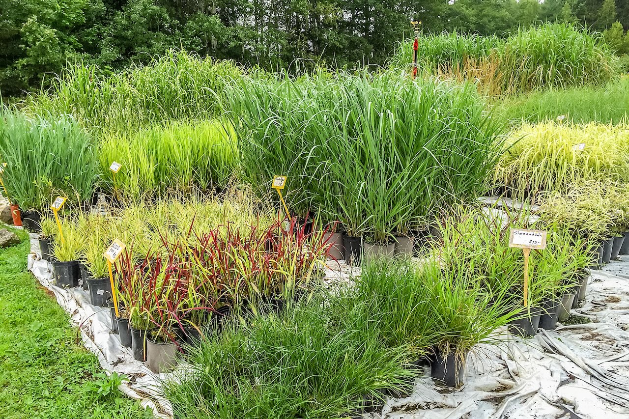 Grasses