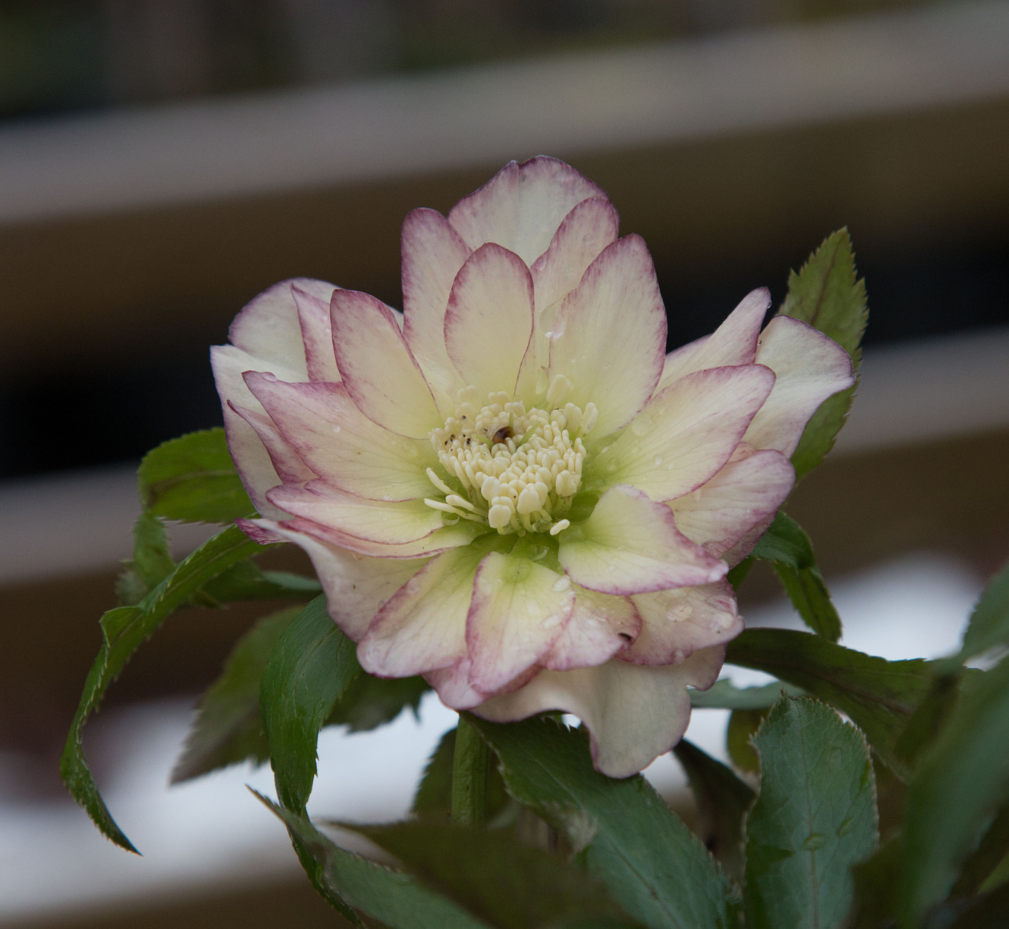 Hellebore Double