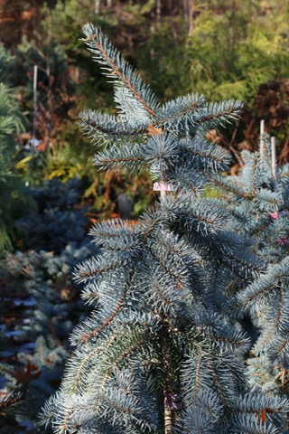 Blue Spruce