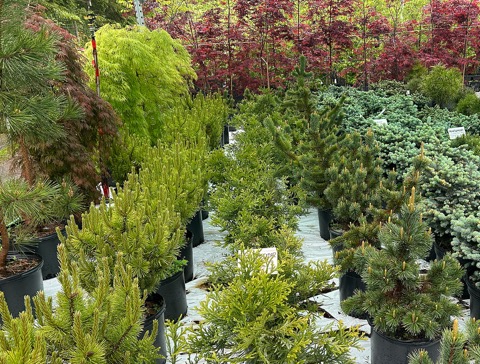 Dwarf Conifers