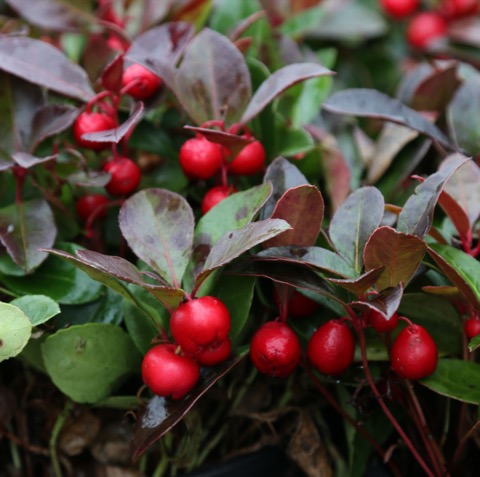 Gaultheria