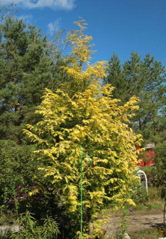 Goldrush Metasequoia