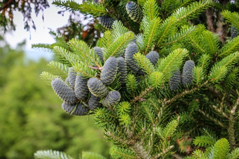 Korean Fir
