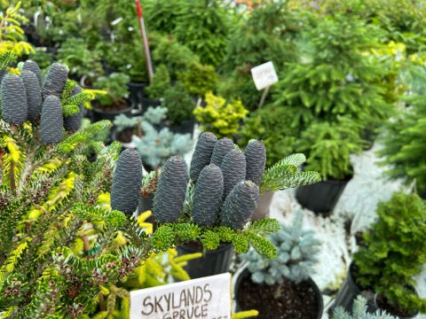 Korean Fir with Cones