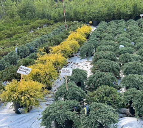 Low Growing Conifers