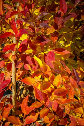 Forsythia Fall Colour