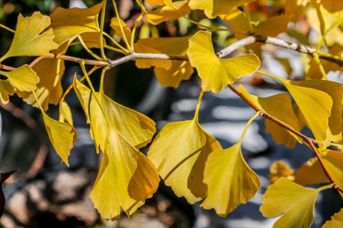 Ginkgo Fall Colour