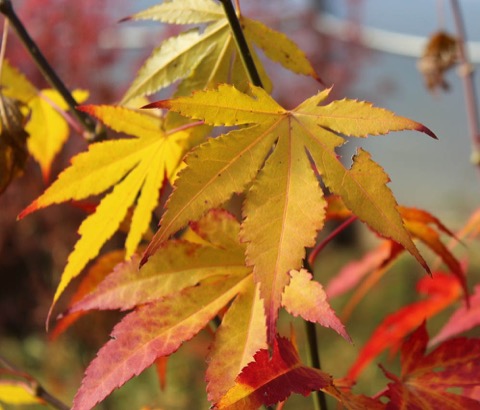 Golden Maple Leaves