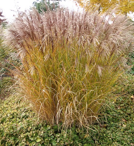 Miscanthus Nippon Fall Colour