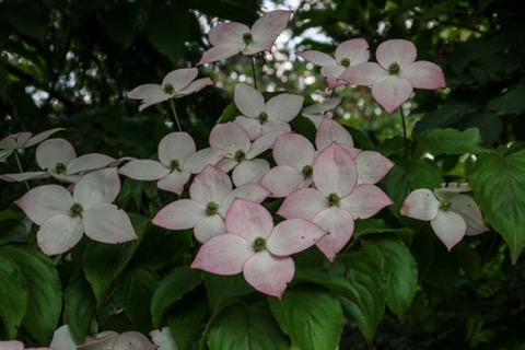 Cornus Kousa