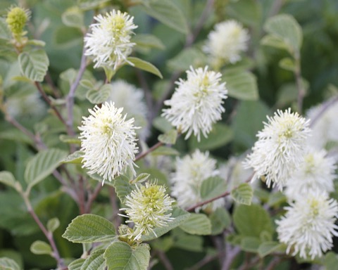 Fothergilla