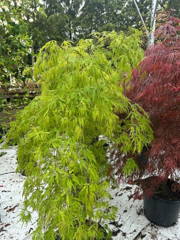Japanese Maple
