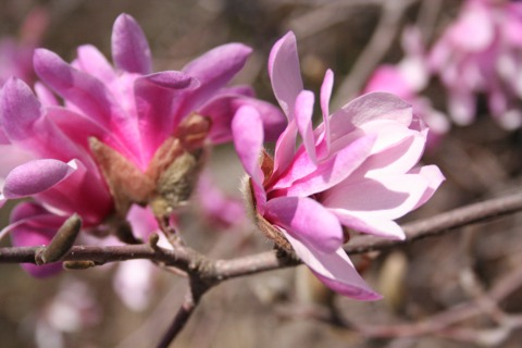 Magnolia Betty