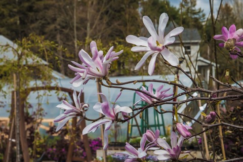 Magnolia Star