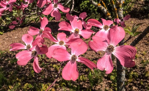 Pink Dogwood