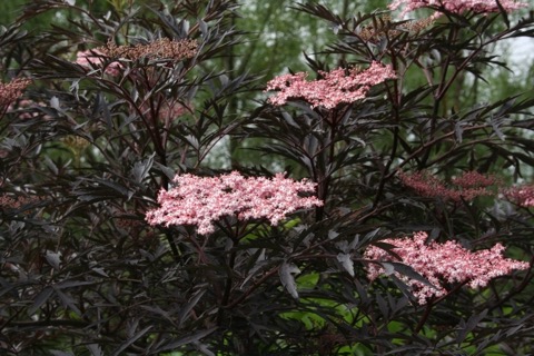 Sambucus Black Lace