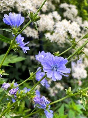 Chicory