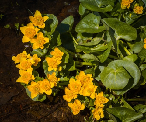 Marsh Marigold