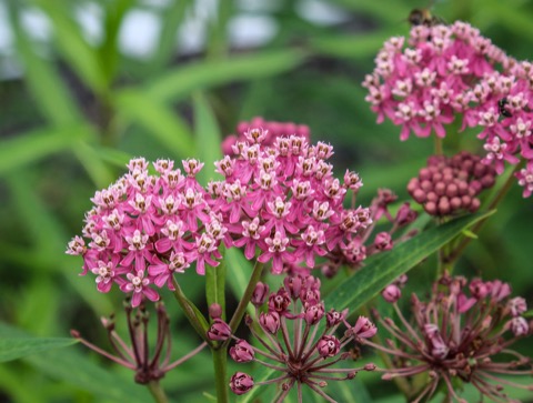 Rosy Milkweed