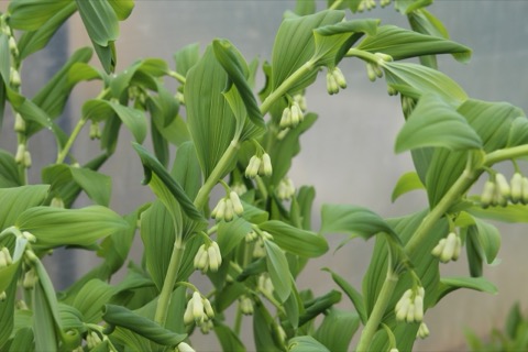 Solomon's Seal
