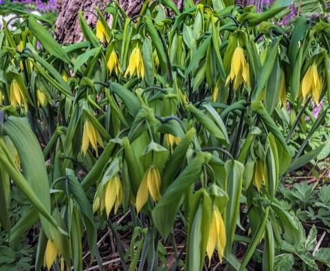 Uvularia Merrybells