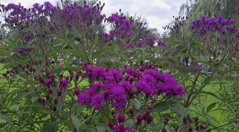 Vernonia Ironweed