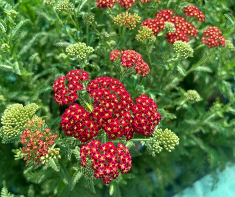 Achillea Strawberry